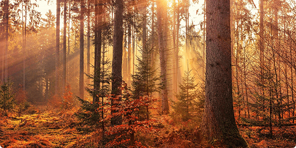 herbstwald
